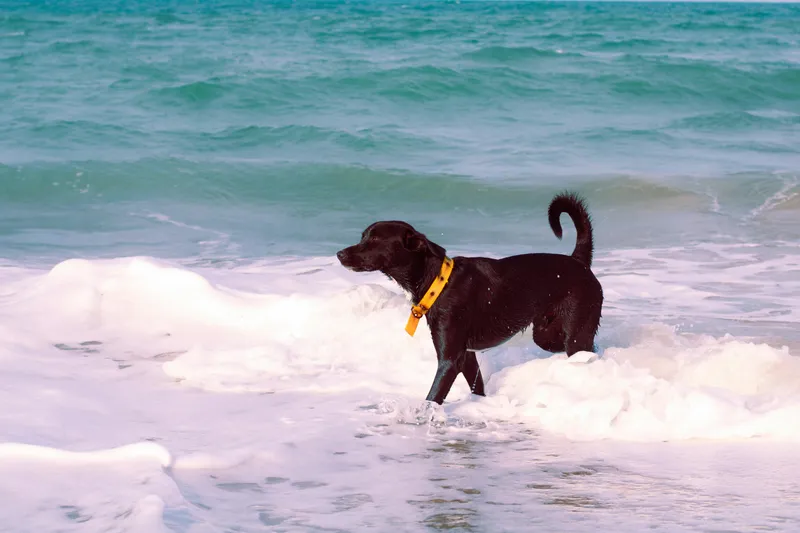 Comparing Costs: Adoption vs. Buying