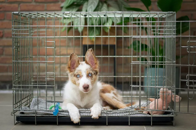 Dog Crate Sizing by Breed: A Practical Buying Guide