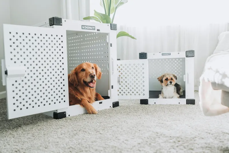 Puppy in a crate sized for adult-breed dimensions, with a divider panel limiting the usable space during the puppy stage