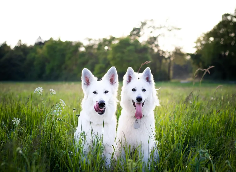 Choosing the Right Identification for Your Dog