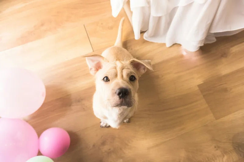 Fun Indoor Games to Play With Your Dog