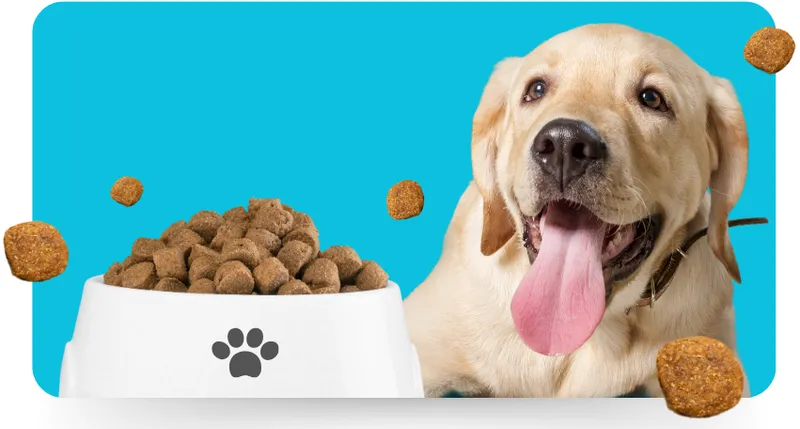 Matching Food to Your Dog's Needs