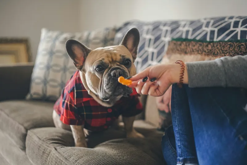 Human Foods Dogs Can and Can't Eat: A Vet-Backed Reference