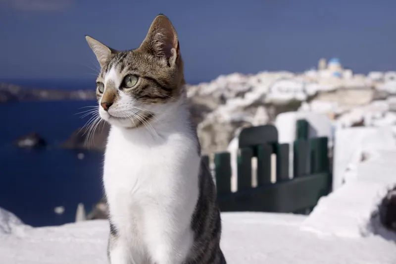 Aegean cat breed