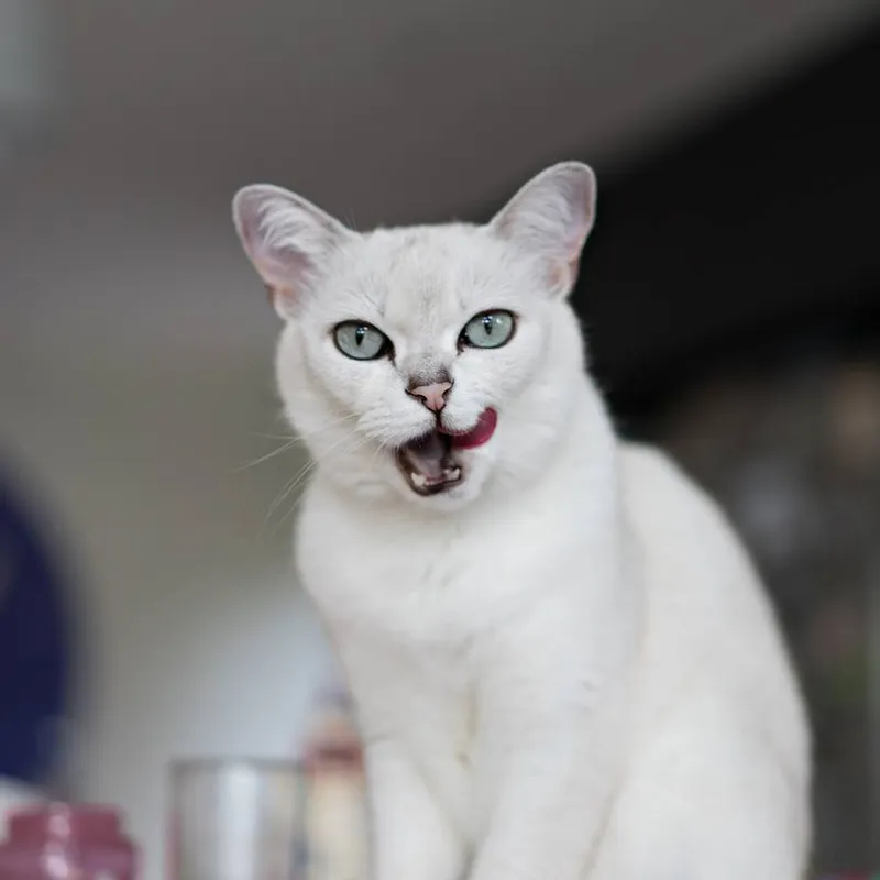 Burmilla cat breed