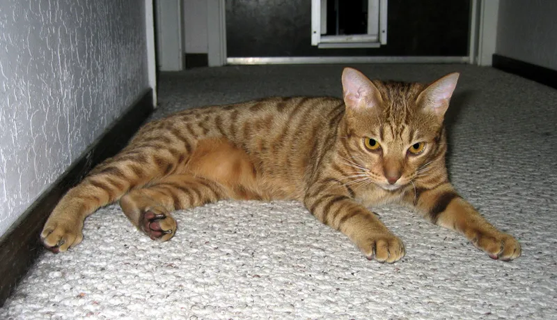 California Spangled cat breed