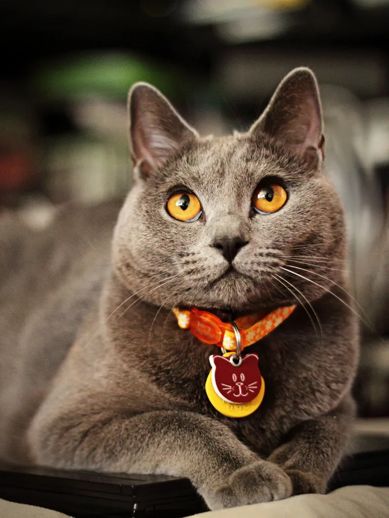 Chartreux cat breed