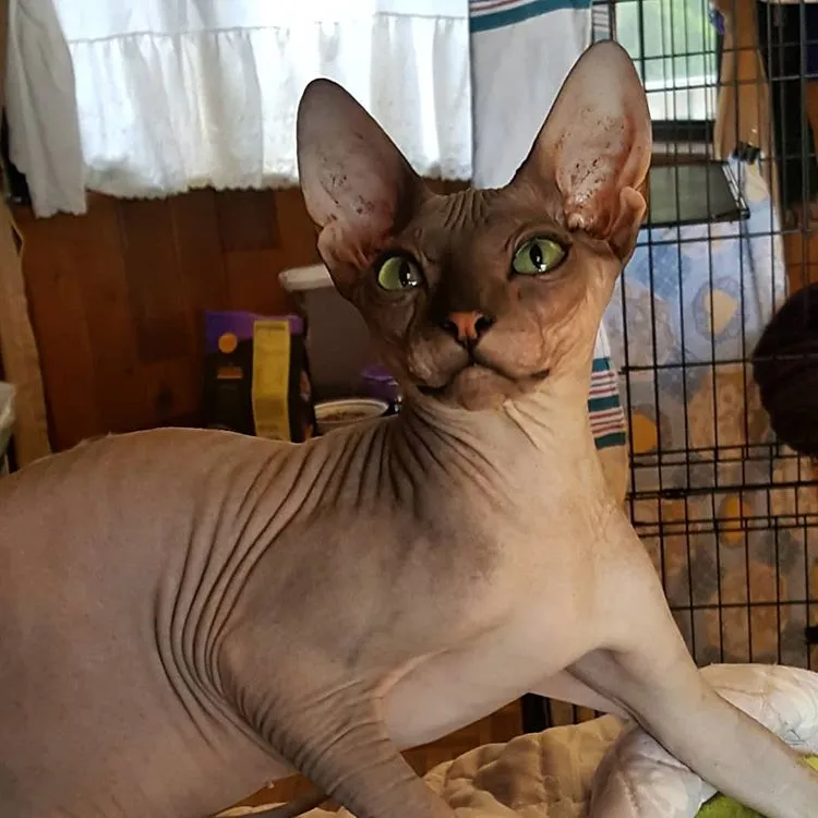 Donskoy cat breed
