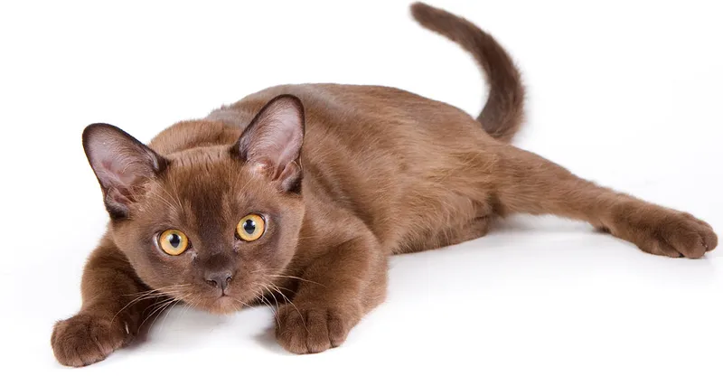 European Burmese cat breed