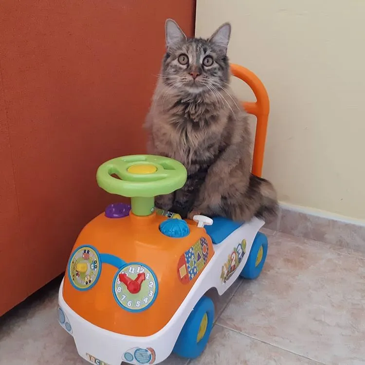 Kurilian cat breed