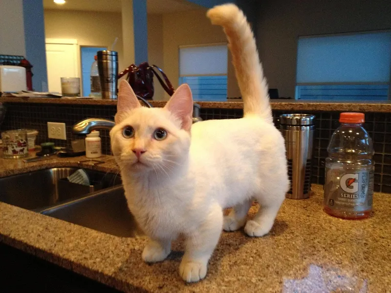 Munchkin cat breed