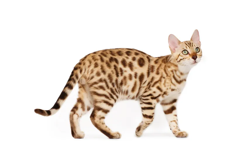 Ocicat cat breed