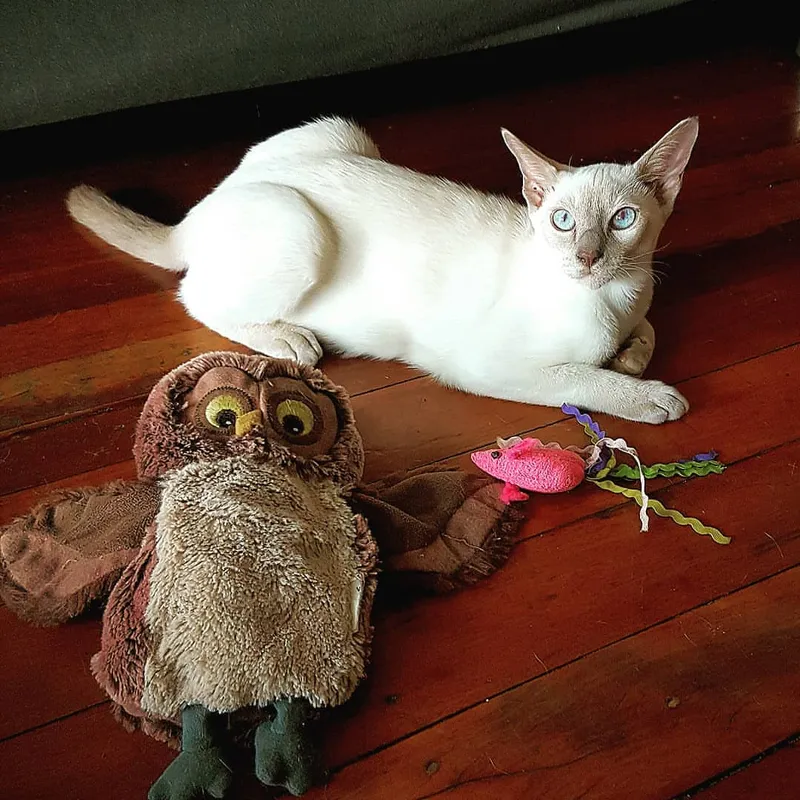 Tonkinese cat breed