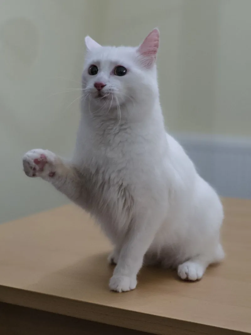Turkish Van cat breed