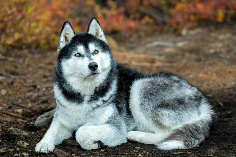 Alaskan Malamute dog breed