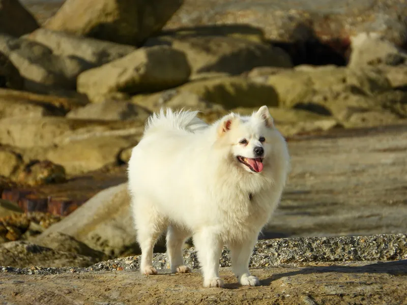 American Eskimo Dog dog breed