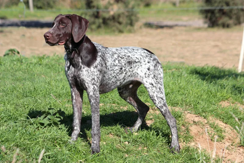 American Leopard Hound dog breed
