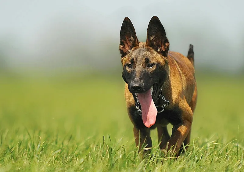 Belgian Malinois dog breed