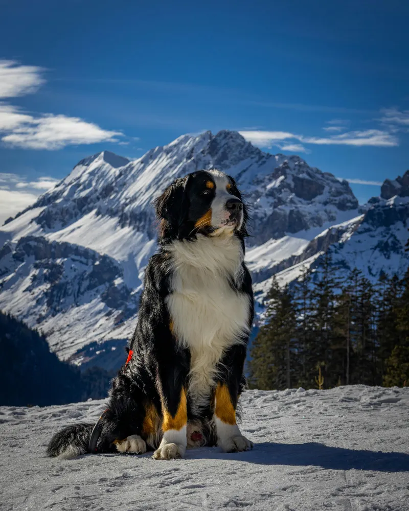 Bernese Mountain Dog dog breed