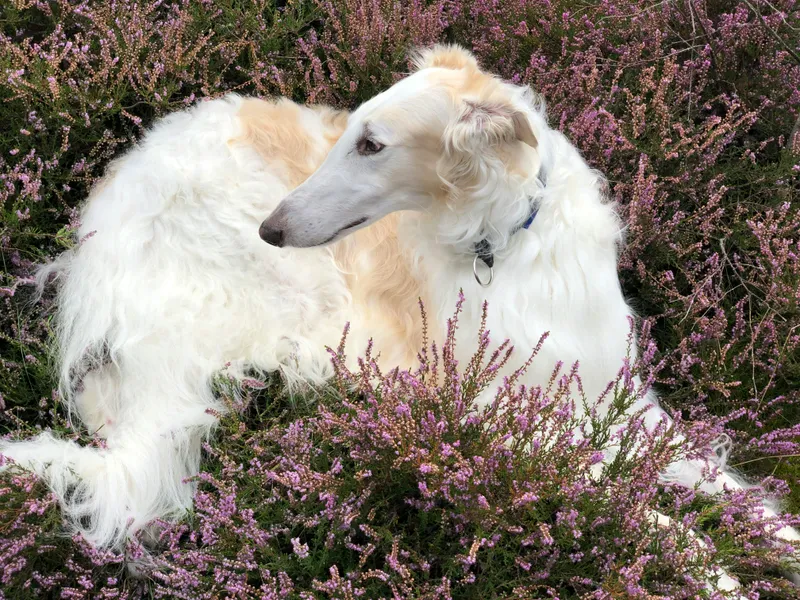 Borzoi dog breed