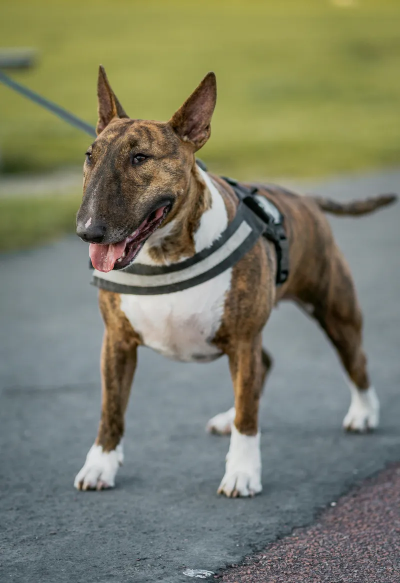 Bull Terrier dog breed