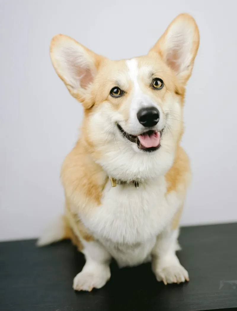 Cardigan Welsh Corgi dog breed