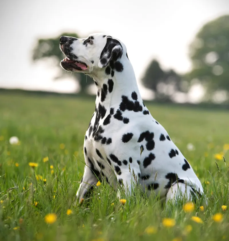 Dalmatian dog breed