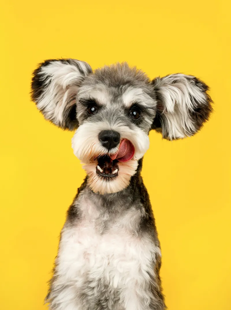 Popular unisex dog names