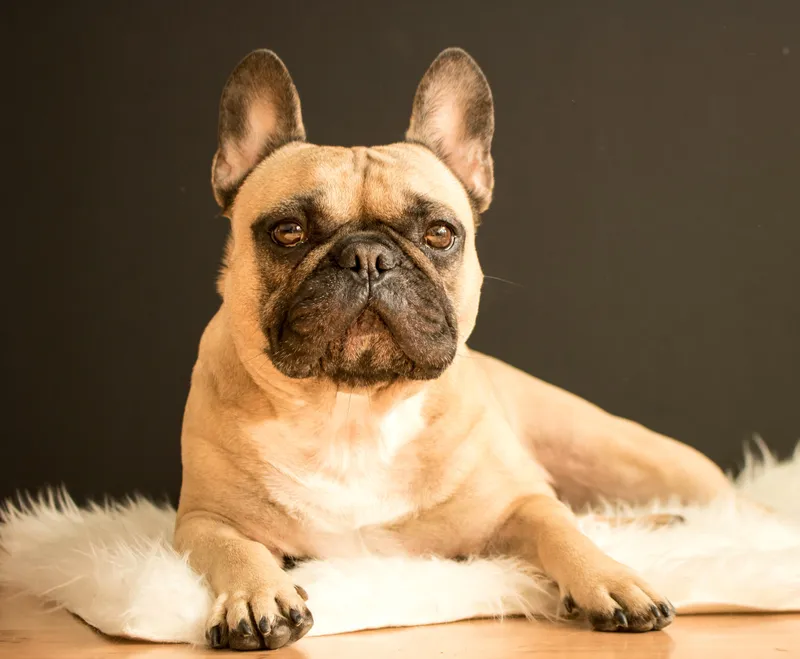 French Bulldog dog breed