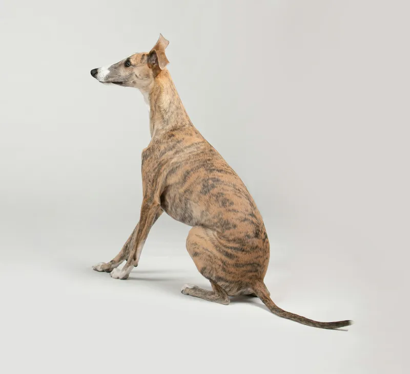 Greyhound dog breed