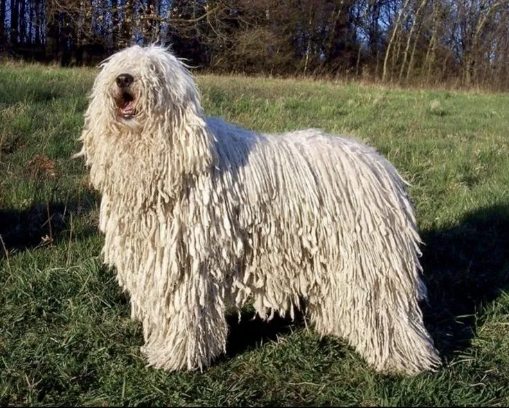 Komondor dog breed