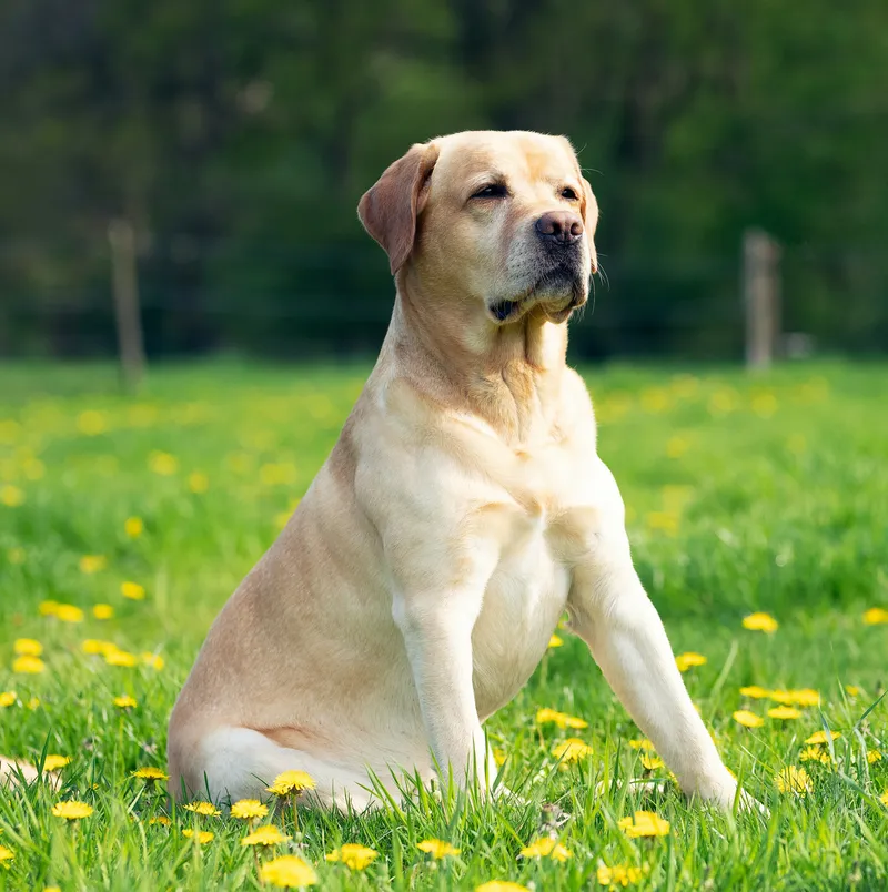 Labrador Retriever dog breed