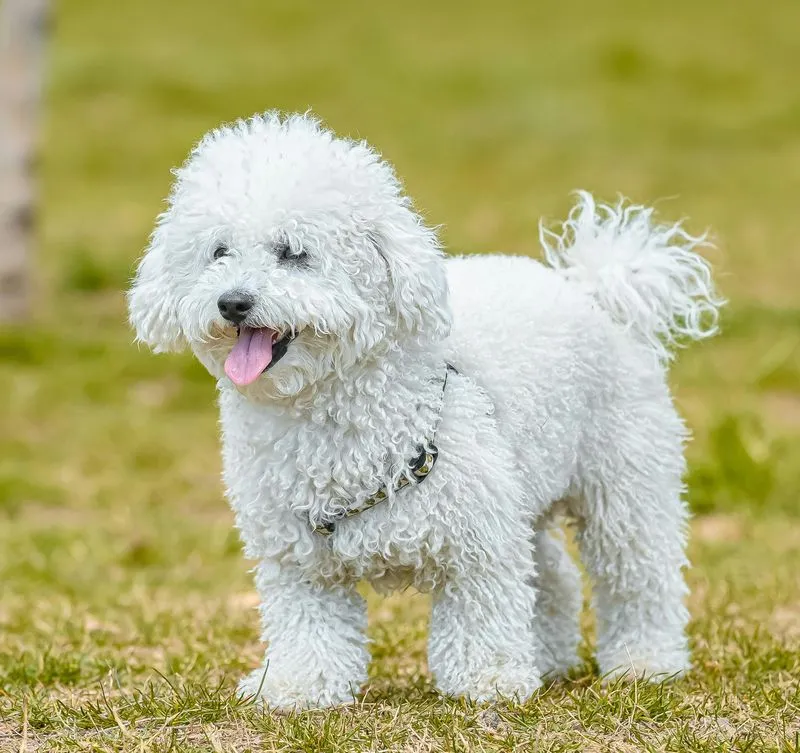 Poodle (Miniature) dog breed