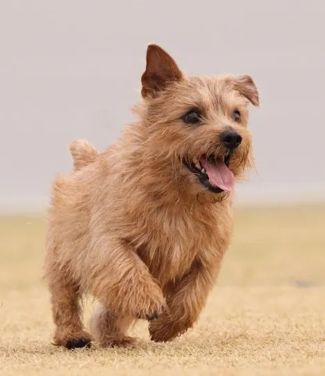 Norfolk Terrier dog breed