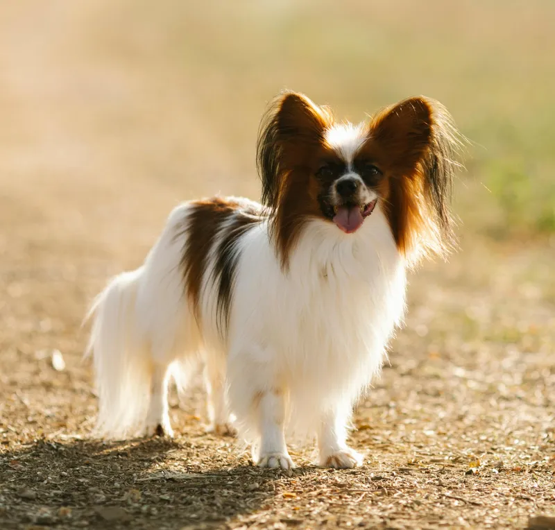 Papillon dog breed