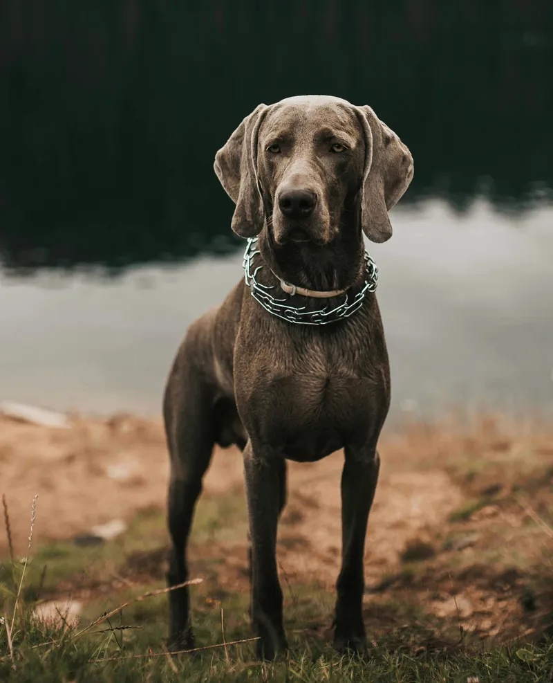 Plott Hound dog breed