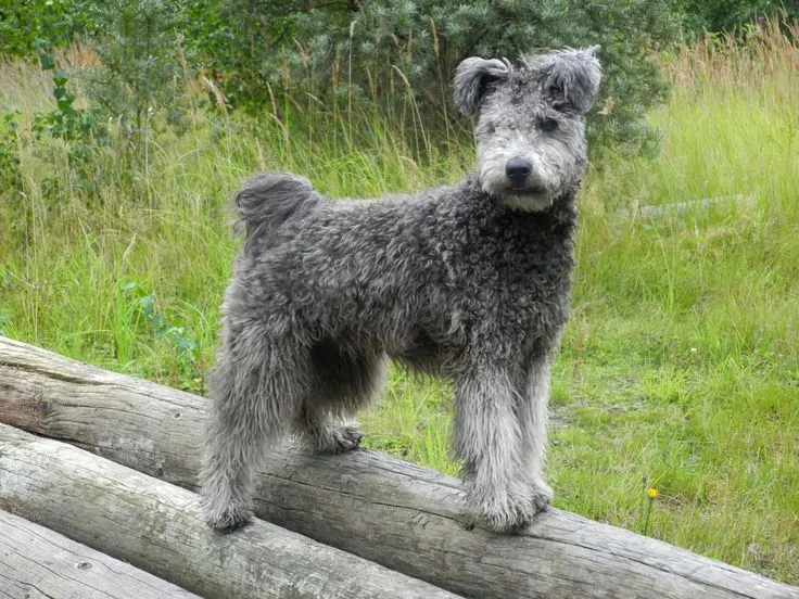 Pumi dog breed