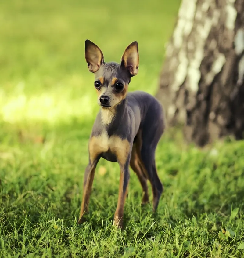 Russian Toy dog breed