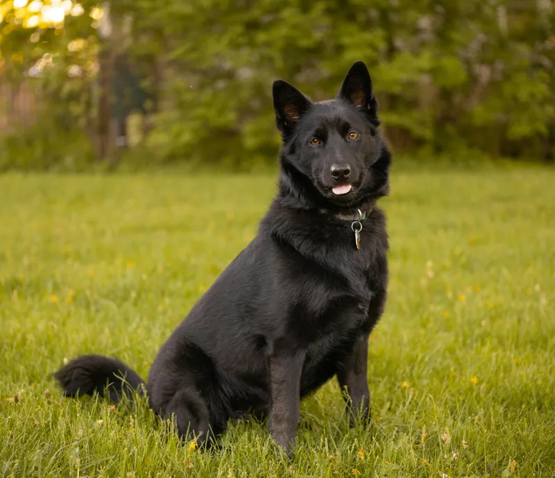 Schipperke dog breed