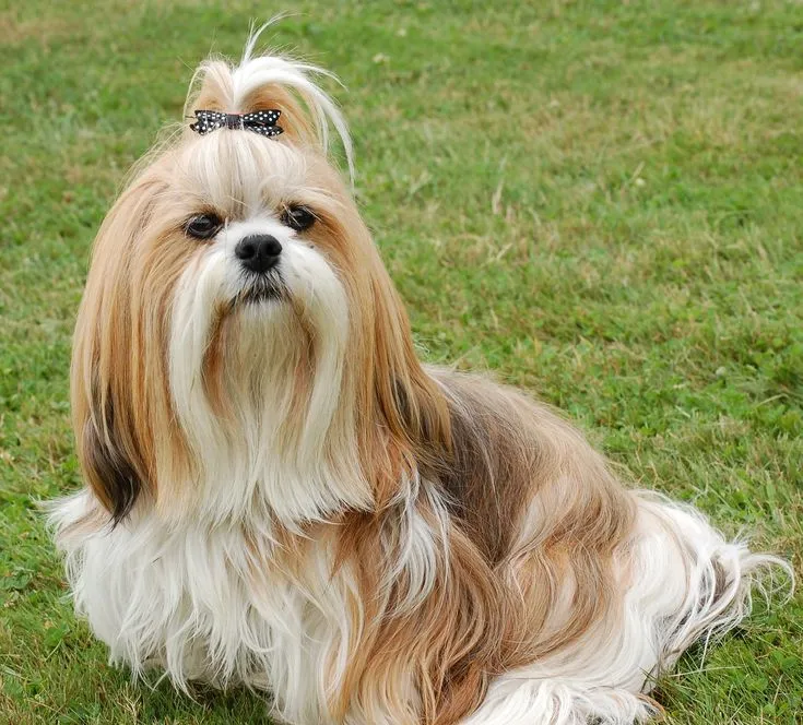 Shih Tzu dog breed