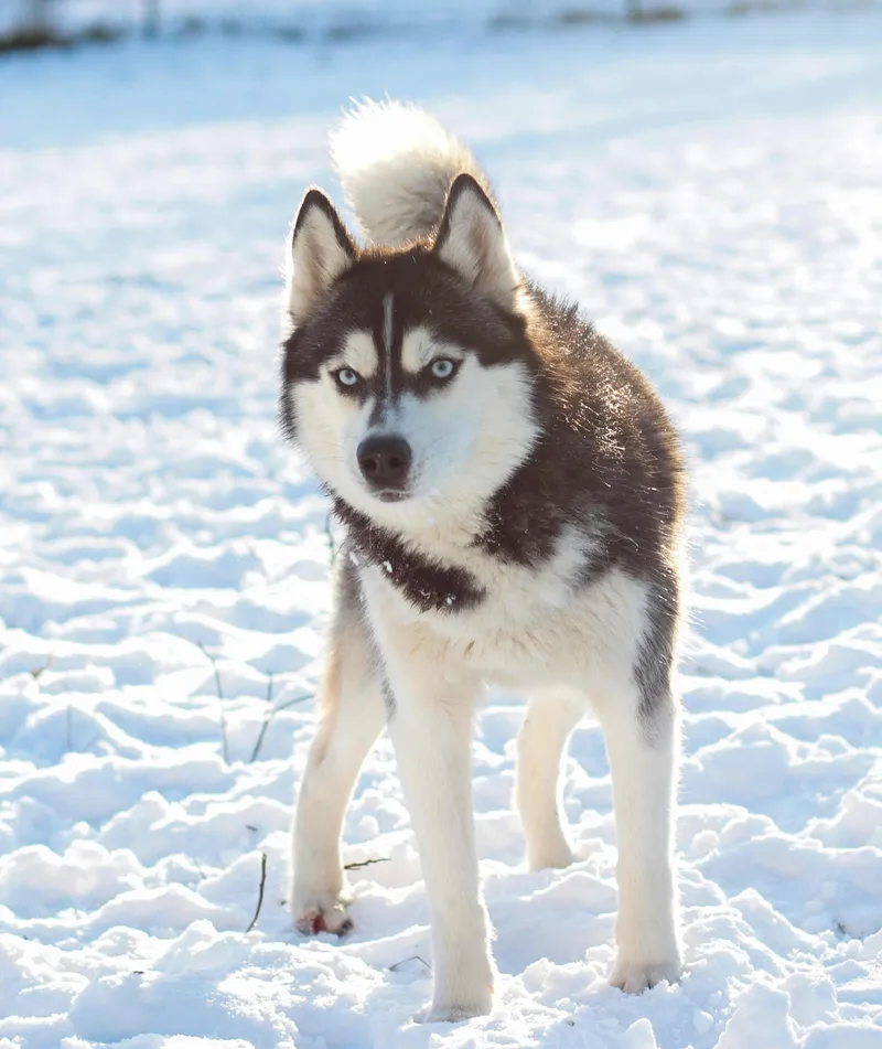 Siberian Husky dog breed
