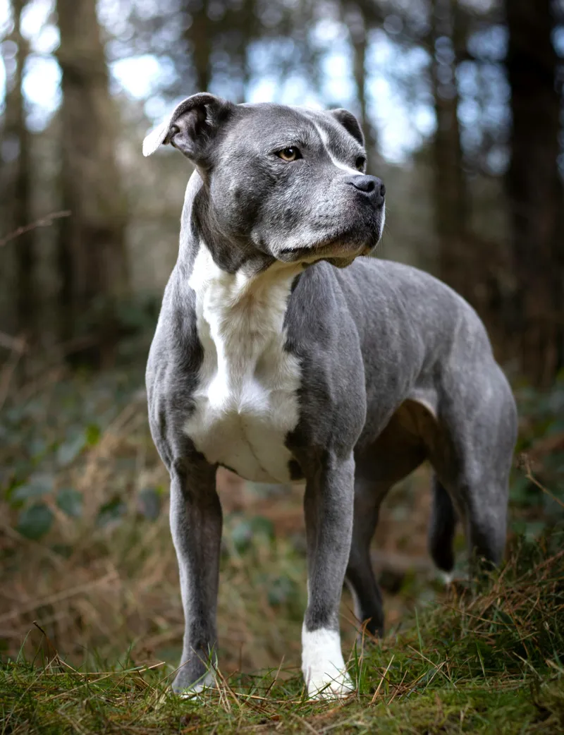 Staffordshire Bull Terrier dog breed