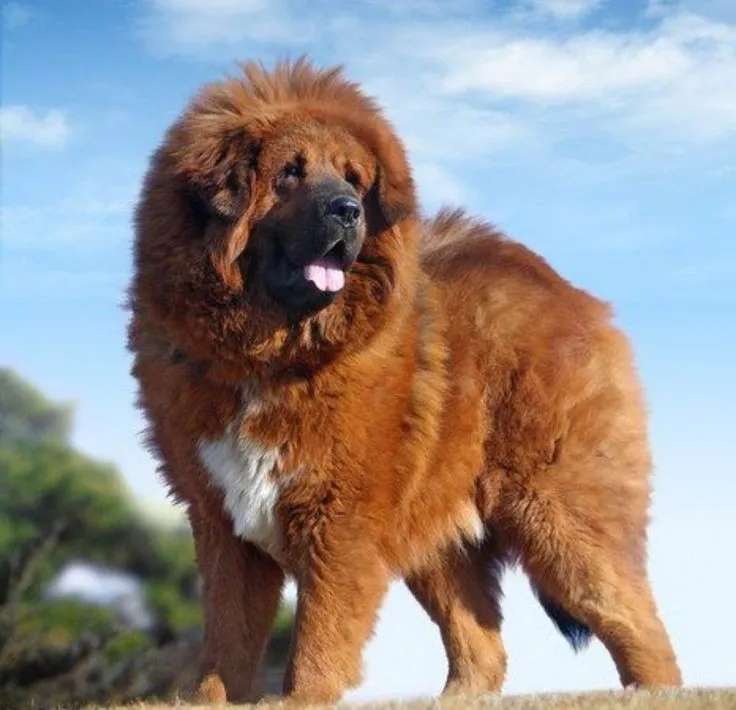 Tibetan Mastiff dog breed