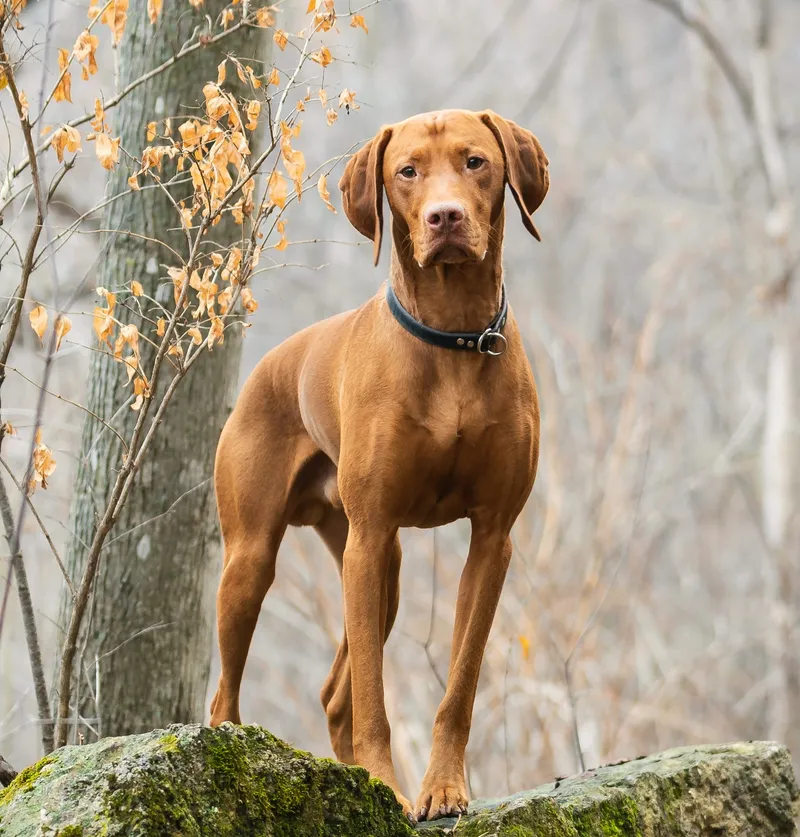 Vizsla dog breed