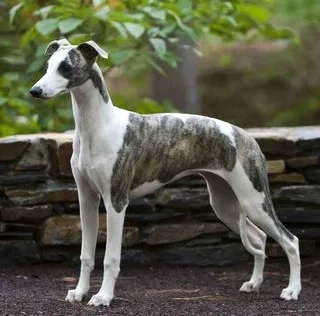 Whippet dog breed