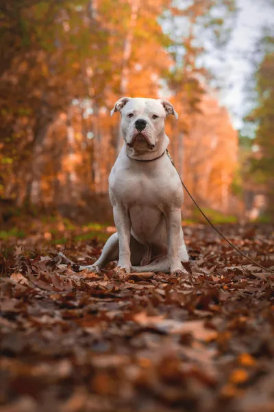 American Bulldog