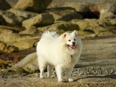 American Eskimo Dog
