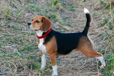 Beagle