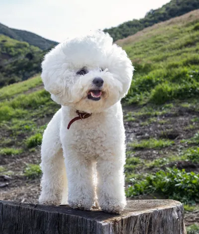 Bichon Frise