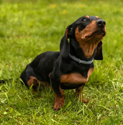 Dachshund